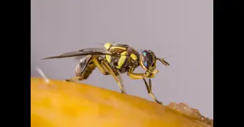 Detectados por primera vez en España tres casos de mosca oriental de la fruta localizados en Astillero