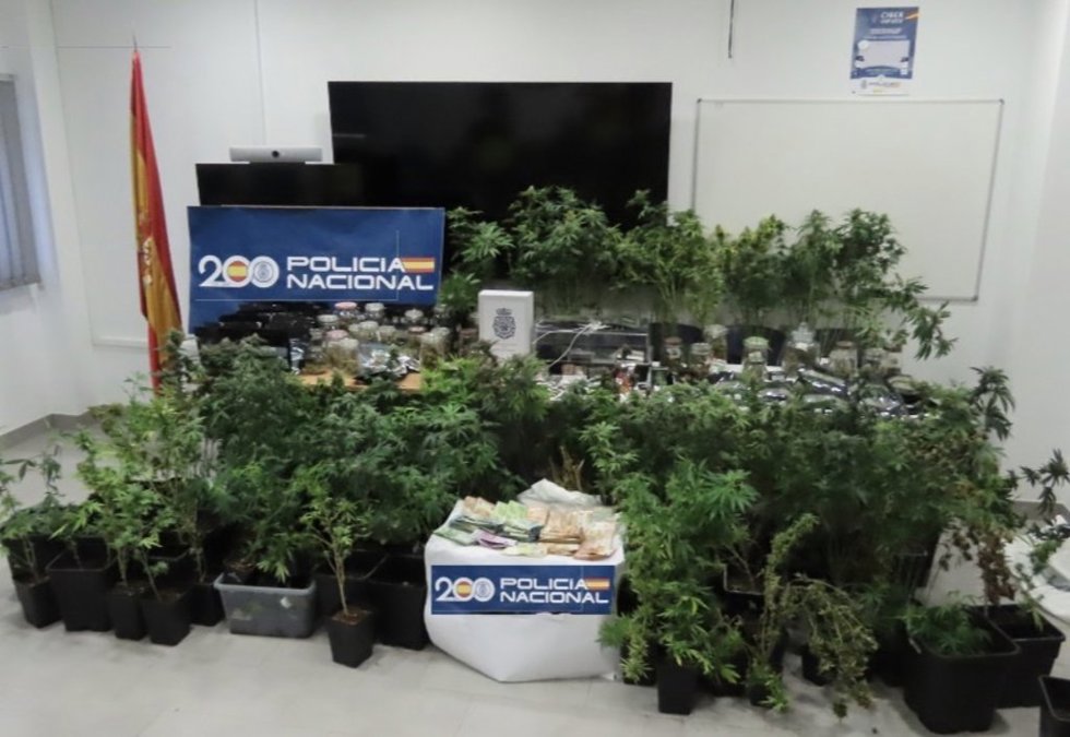 Plantas de marihuana incautadas en una vivienda de Rota (Cádiz)