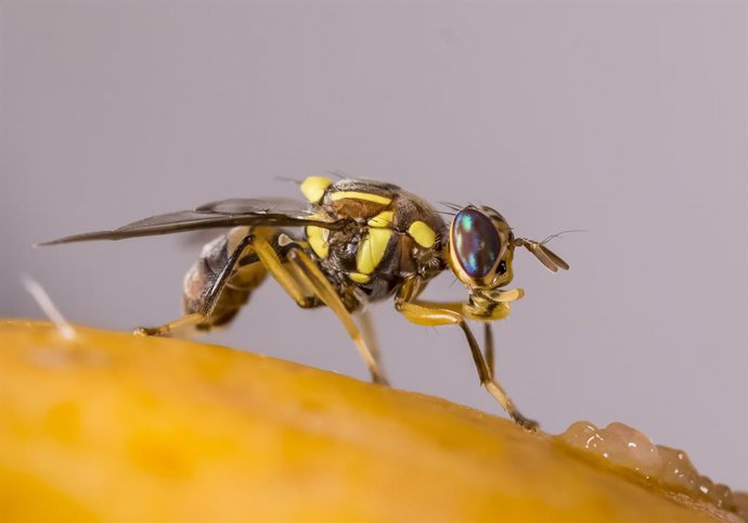 Mosca oriental de la fruita
