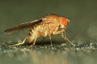 Cantabria vigilará la "plaga transitoria" de mosca oriental de la fruta y  no ve motivo de "alarma"