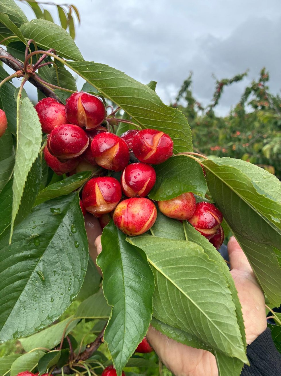 Cereza