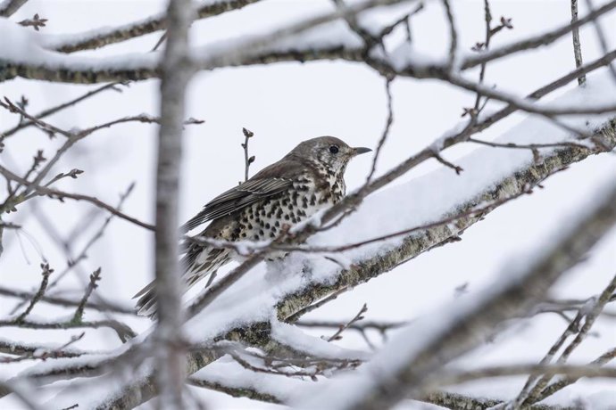 Archivo - 26 March 2026, Baden-Wuerttemberg, Linach: A bird clings to a snow-covered tree in Linach (Schwarzwald-Baar district). Photo: Silas Stein/dpa
