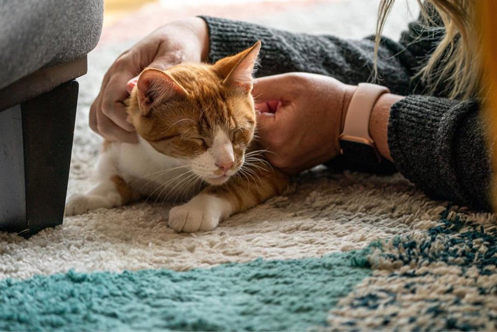 Cat In a Flat, plataforma especializada en el cuidado de gatos, llega a España