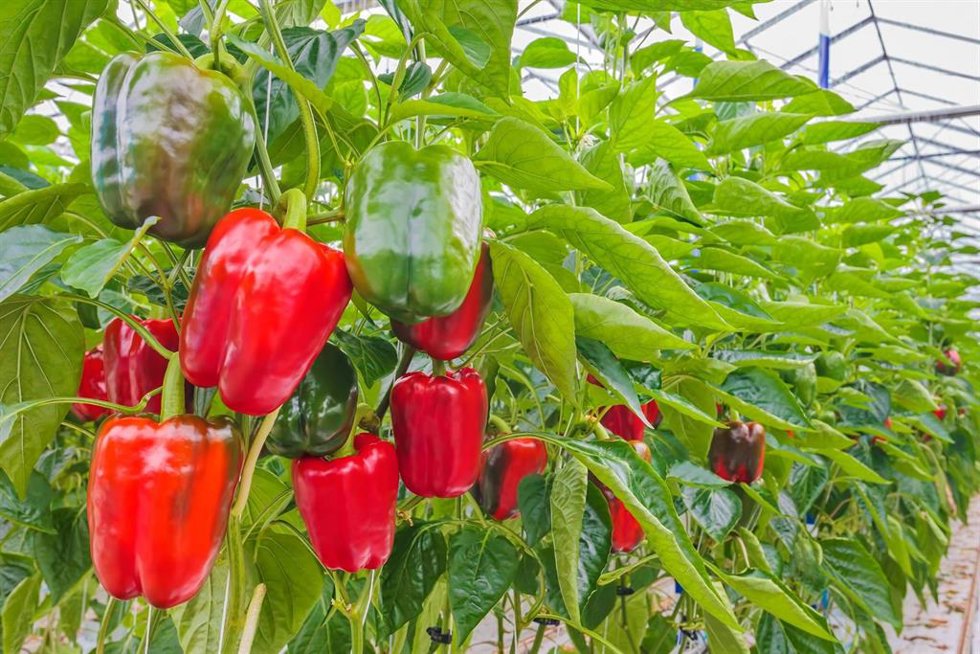 El pimiento ocupa el segundo puesto en exportaciones alimentarias, con transacciones por valor de 383 millones de euros en los dos primeros meses de 2026.