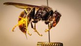 Foto: Las picadas de la avispa asiática no más mortales: "La percepción social no siempre coincide con el impacto real"