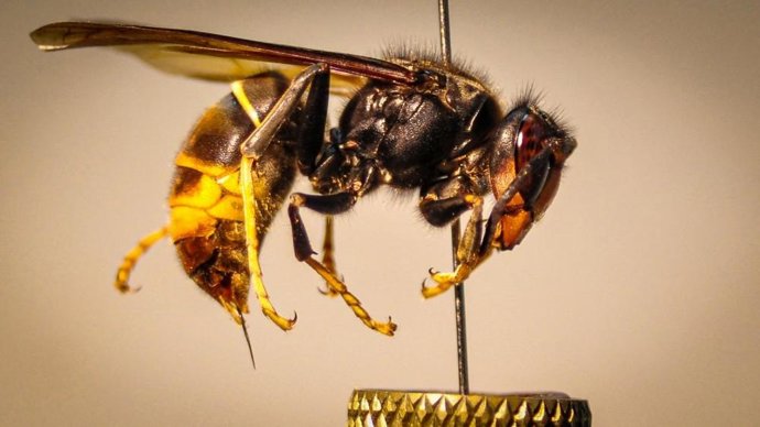 Una avispa asiática.