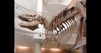 Desvelan por qué los dinosaurios carnívoros como el T. rex desarrollaron brazos diminutos