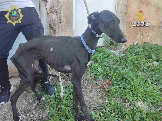 Policía Local y Guardia Civil investigan a dos personas por abandono y maltrato de animales en Logroño