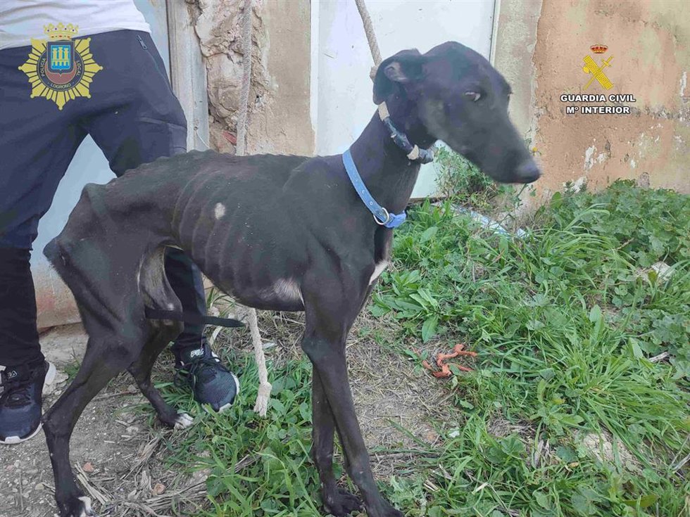 Policía Local y Guardia Civil investigan a dos personas por abandono y maltrato de animales en Logroño