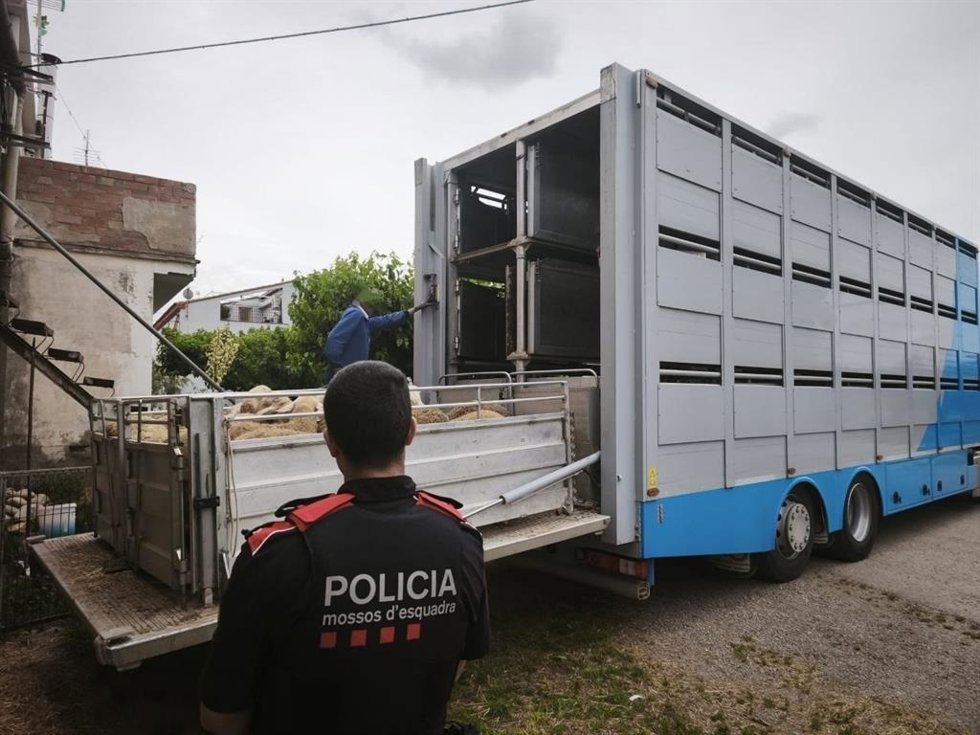 Corderos devueltos a su propietario