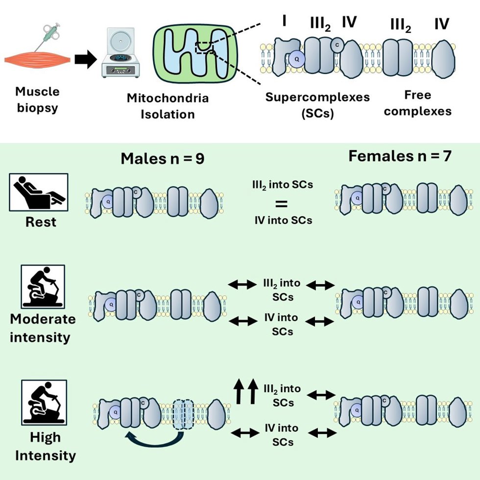El estudio muestran que los hombres aumentan la formación de los supercomplejos mitocondriales y reducen los niveles de lactato durante el ejercicio a mayor intensidad, mientras que las mujeres mantienen un perfil estable sin grandes cambios.