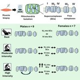 Foto: El ejercicio modifica la función mitocondrial de forma distinta en hombres y mujeres