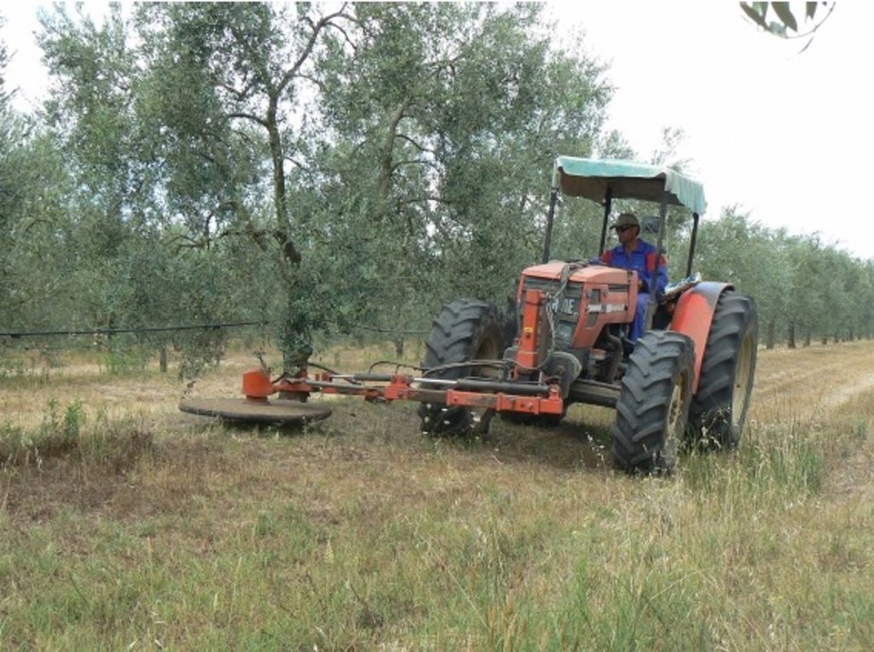 Olivar andaluz.