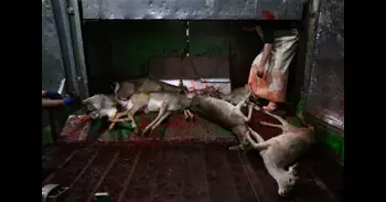 Denuncian la "matanza" de más de 200 ciervos sin aturdimiento previo procedentes de El Pardo en un matadero de Segovia
