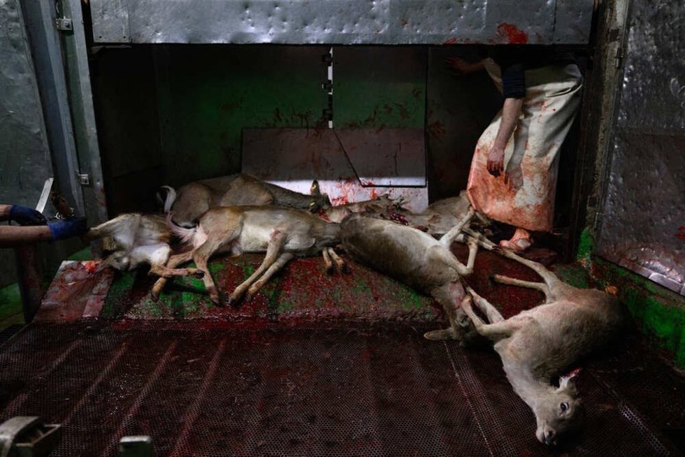 Denuncian la matanza de más de 200 ciervos conscientes procedentes de El Pardo en un matadero de Segovia