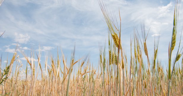 EpAgro - Agricultura