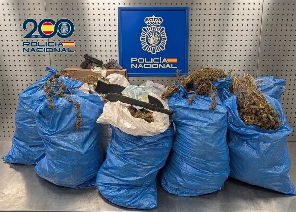 Cogollos secos de marihuana listos para su distribución.