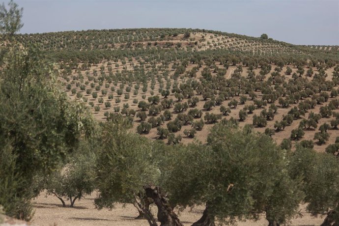 Archivo - Olivar en Jaén/Archivo
