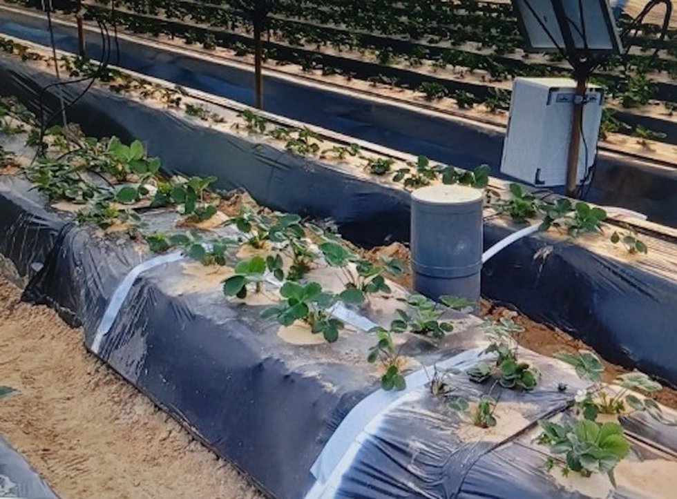 Plantas de fresa.