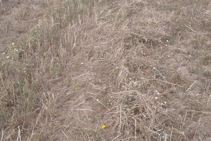 Aspecto que presenta un cultivo de cereales en la provincia de Córdoba, como resultado de intensas lluvias y exceso de humedad.