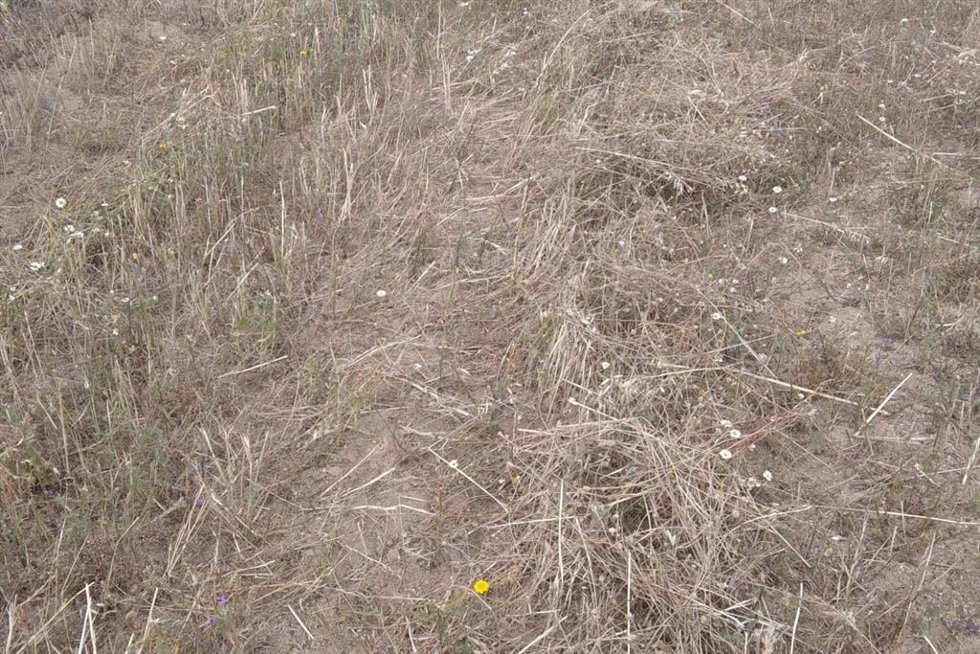 Aspecto que presenta un cultivo de cereales en la provincia de Córdoba, como resultado de intensas lluvias y exceso de humedad.