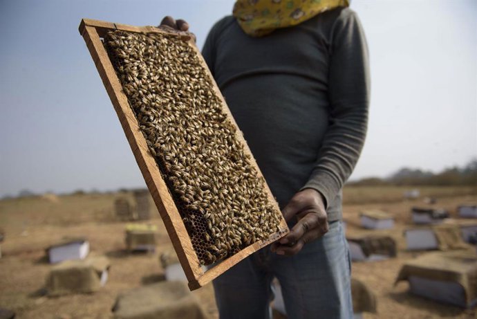 Apicultor muestra panal de abejas de una de las colmenas