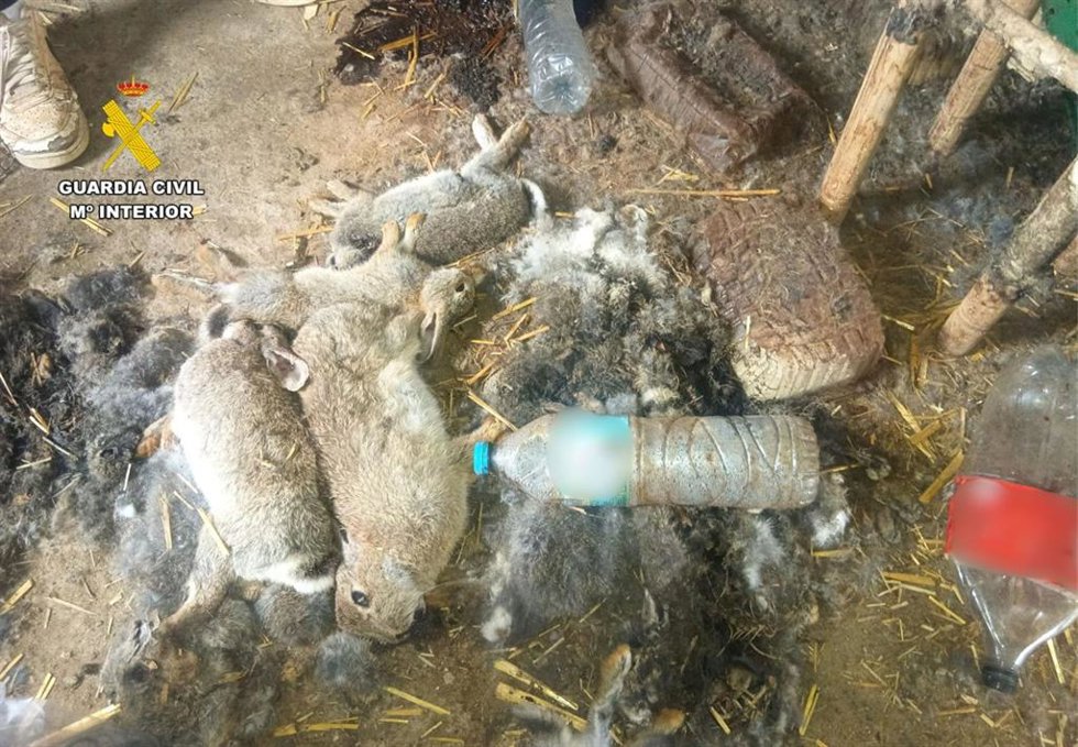 Conejos moribundos hallados en un inmueble de la localidad zaragozana de de Épila