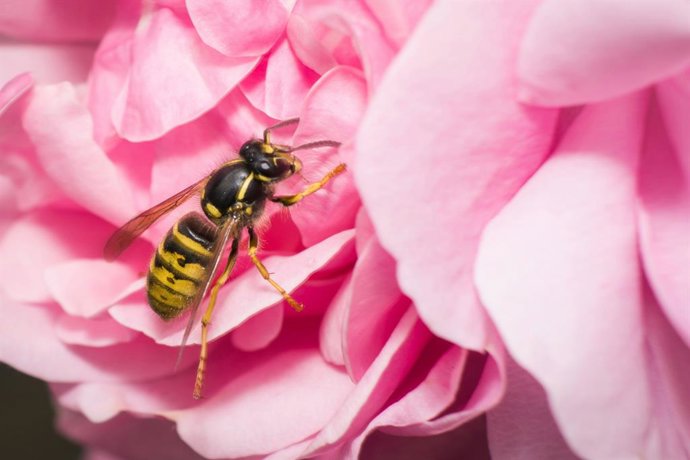 Una avispa sobre una flor