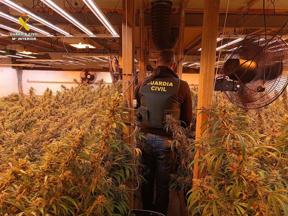 Plantación de marihuana