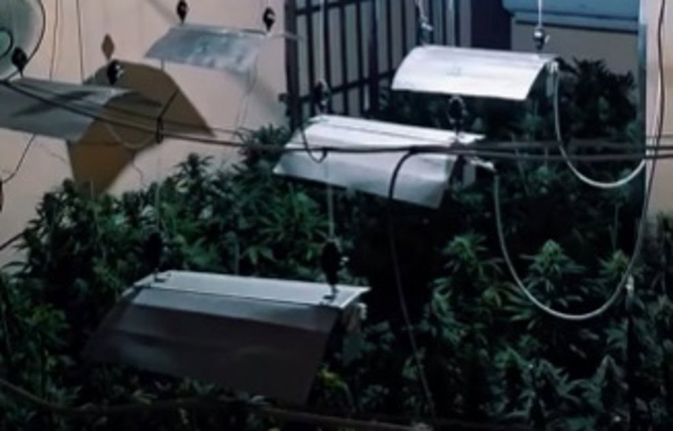 Plantas de marihuana intervenidas en una vivienda del Sacromonte, en Granada, en una operación conjunta de Vigilancia Aduanera, Policia Local y la compañía eléctrica Endesa tras quejas vecinales por fraudes eléctricos en el barrio de los Naranjos.