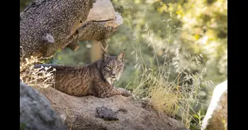 Fundación Parques Reunidos reúne en el Zoo Aquarium Madrid a científicos en las III Jornadas de Biodiversidad