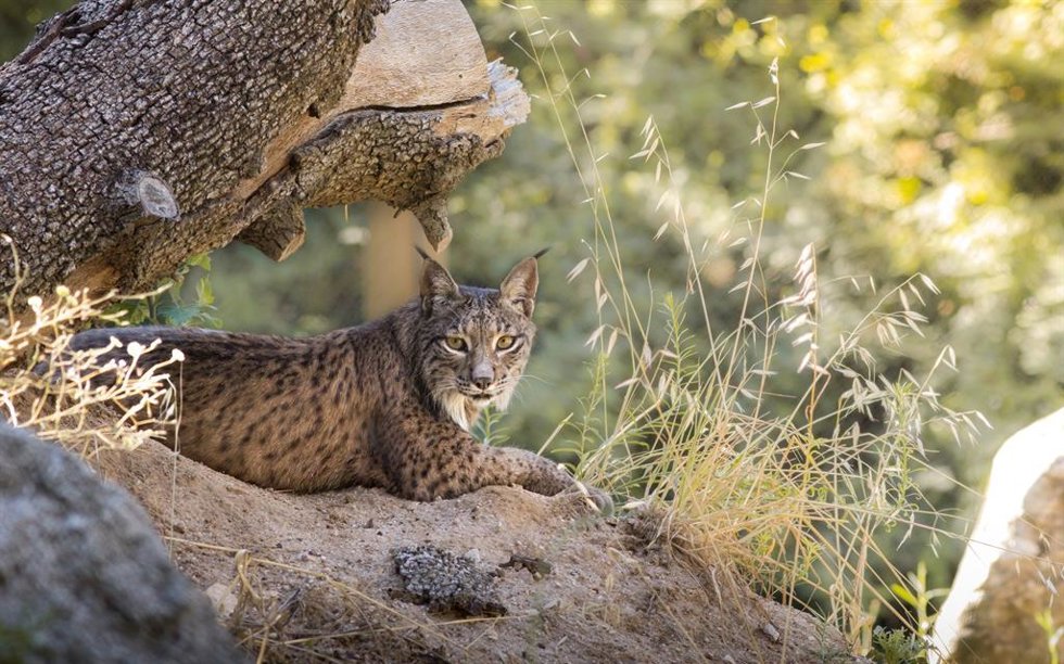 Archivo - Lince ibérico