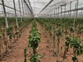 La Junta ejecuta casi 500 controles en Almería para asegurar el protocolo de arranque de cultivos por el trips