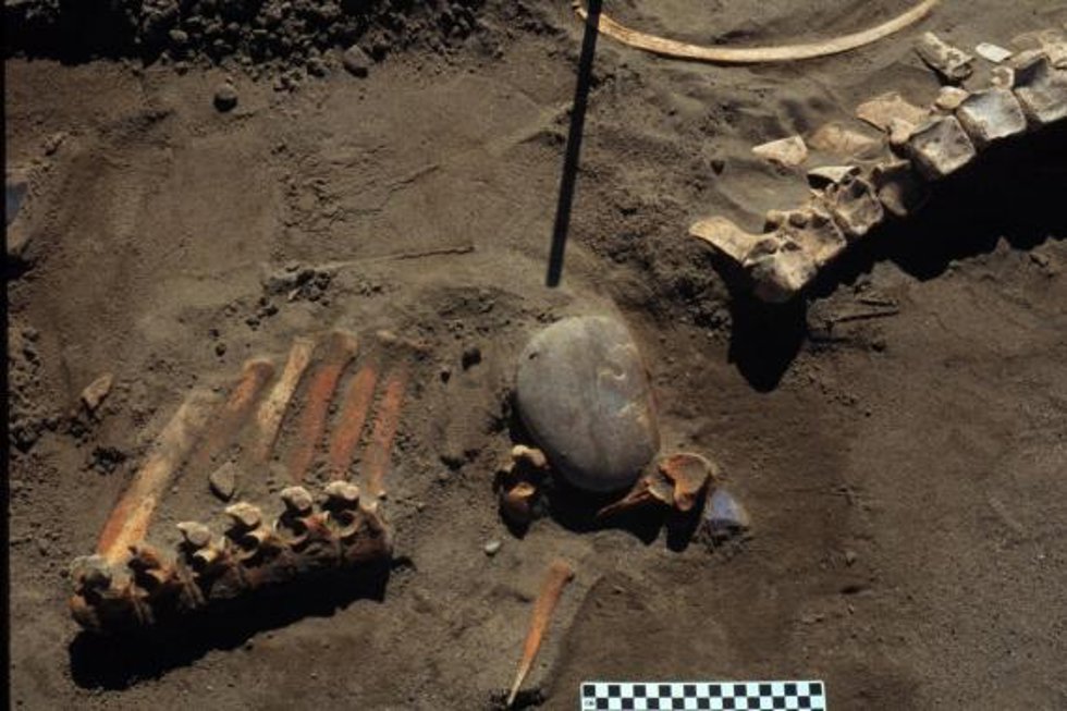 Desarrollan una base de datos para el estudio de las extinciones de grandes mamíferos