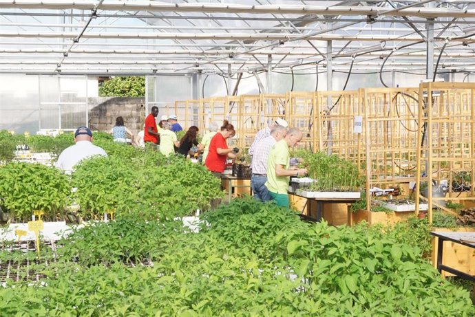 Reparto de plantones de tomate en Torrelavega
