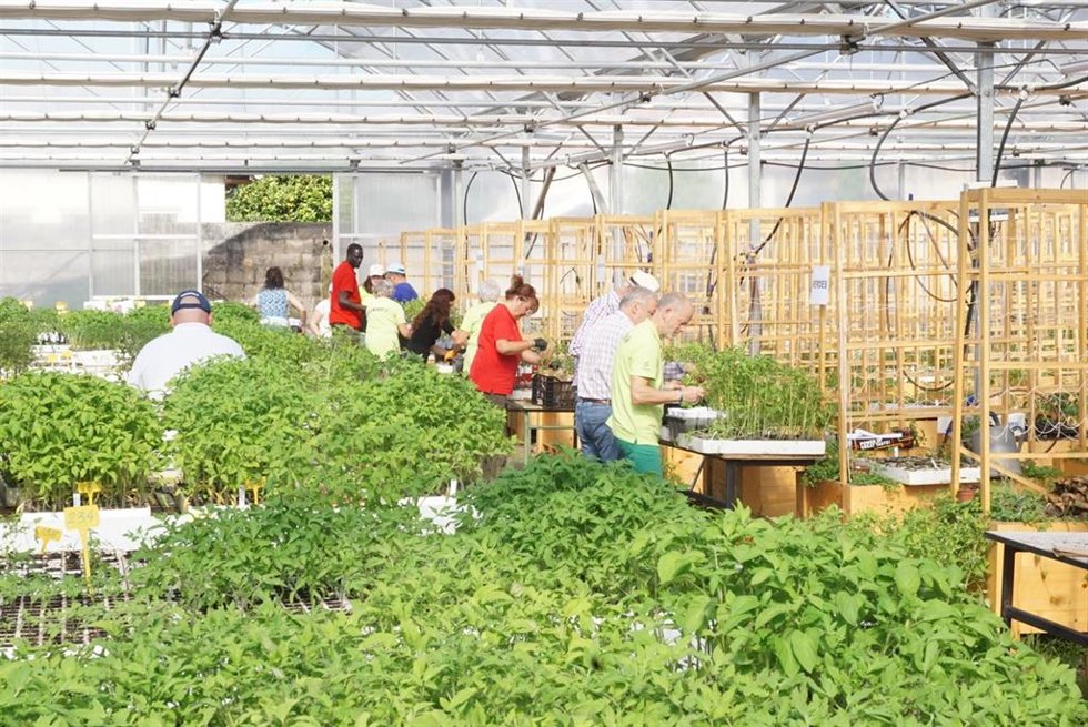 Reparto de plantones de tomate en Torrelavega