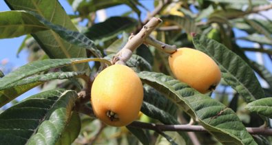 EpAgro - Agricultura
