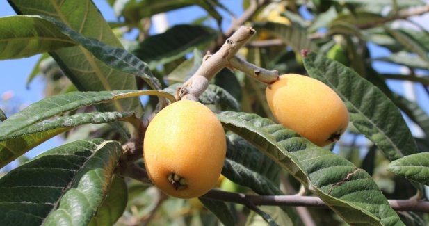 EpAgro - Agricultura
