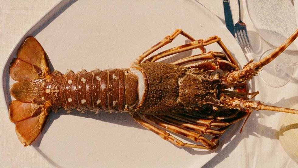 Plato de Lobito de Mar