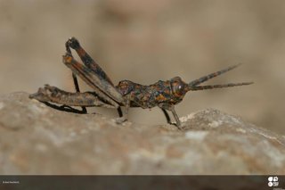 Acrostira bellamyi