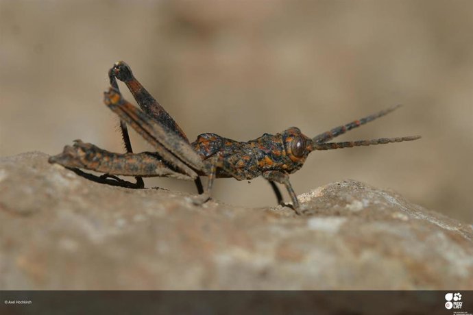Acrostira bellamyi