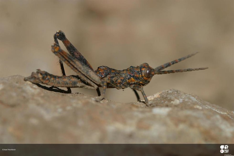 Acrostira bellamyi