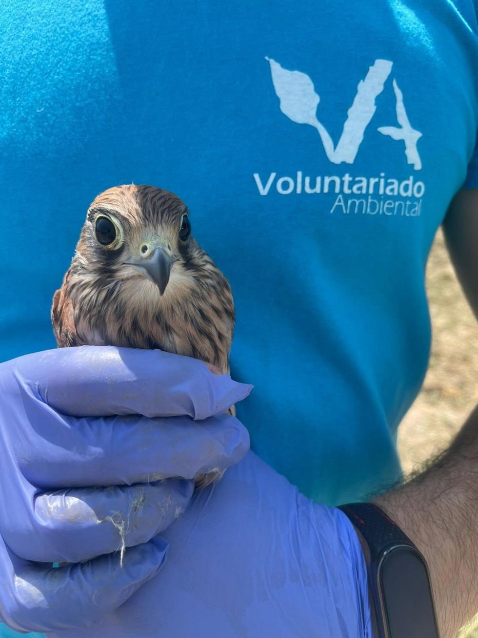Abierta la convocatoria para participar en el programa de Voluntariado Ambiental de los Centros de Recuperación y Recepción de animales silvestres de Castilla y León