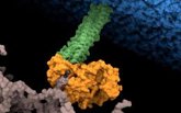 Foto: Identifican el punto débil de una de las bacterias hospitalarias más resistentes a los antibióticos