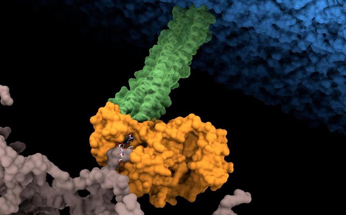 Representación del 'remache' que refuerza la impermeabilidad de la bacteria a los antibióticos.