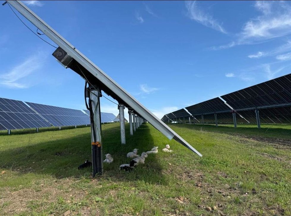 Planta solar de Endesa en Andalucía.