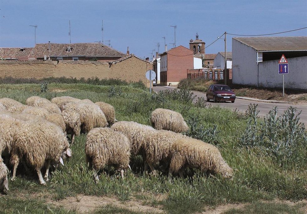 Once ayuntamientos y 19 juntas vecinales reciben casi 134.000 euros de Diputación de Palencia para infraestructuras de uso agroganadero