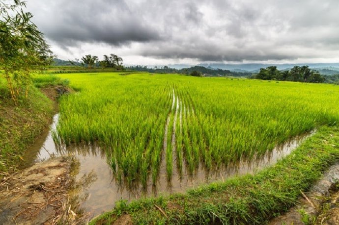 Archivo - El Govern convoca ayudas de cooperación para el medio ambiente en la gestión de arrozales