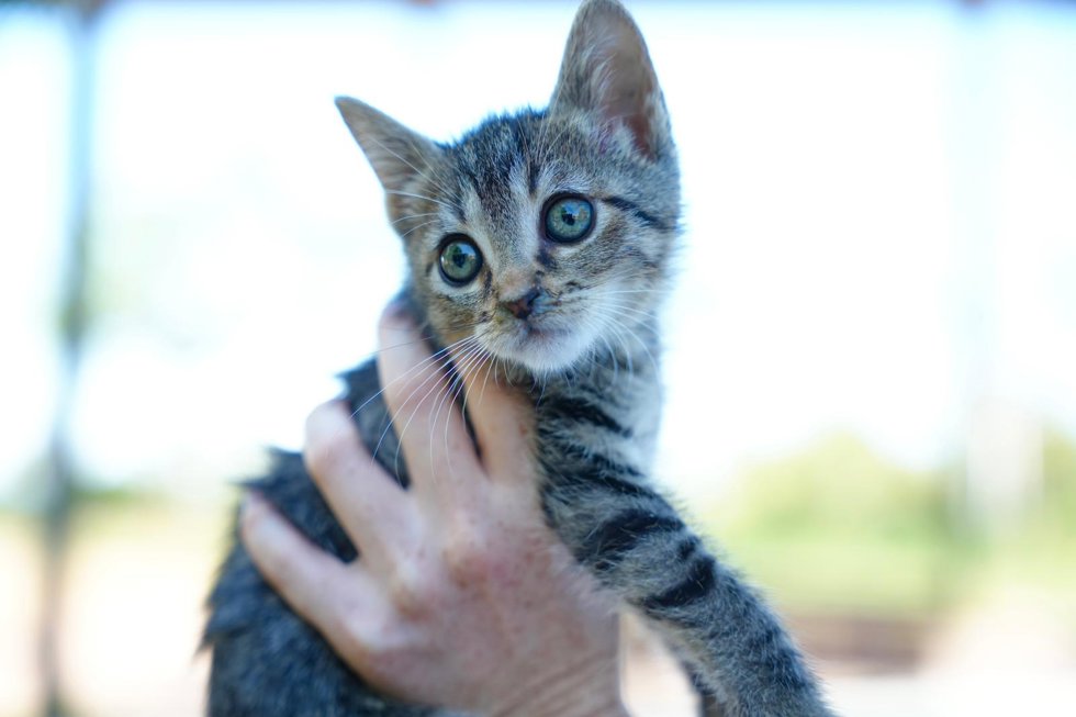 Campaña de acogida de gatos lactantes en Palma.