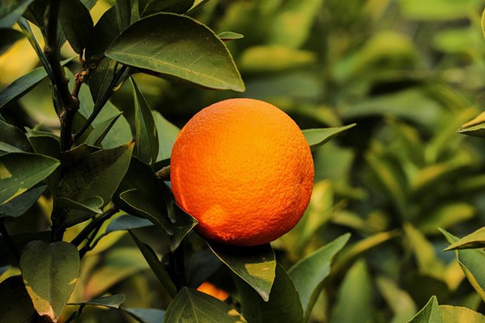 5 Árboles Frutales Que Puedes Plantar Que No Levantan Baldosas Ni Pavimento